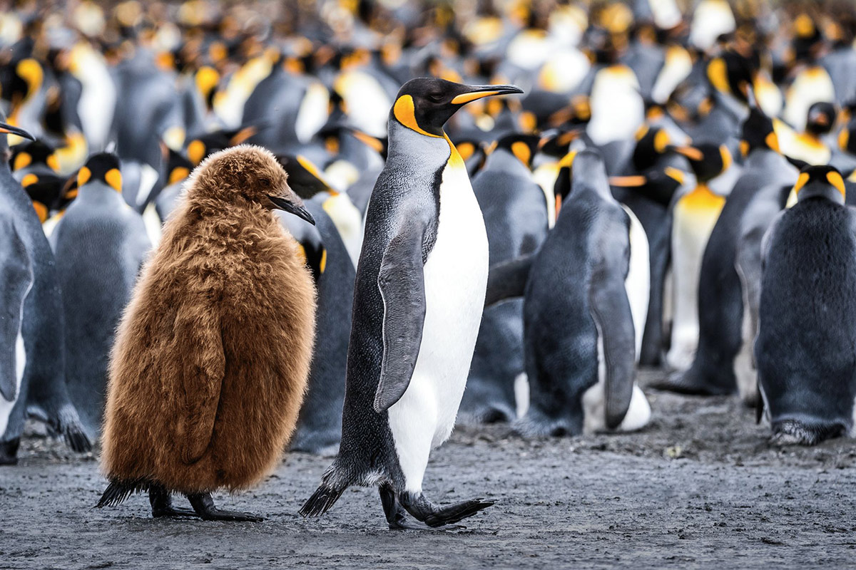 Antarctica-Dest-2 https://www.explorejourneys.com/wp-content/uploads/2022/08/Antarctica-Dest-2.jpeg