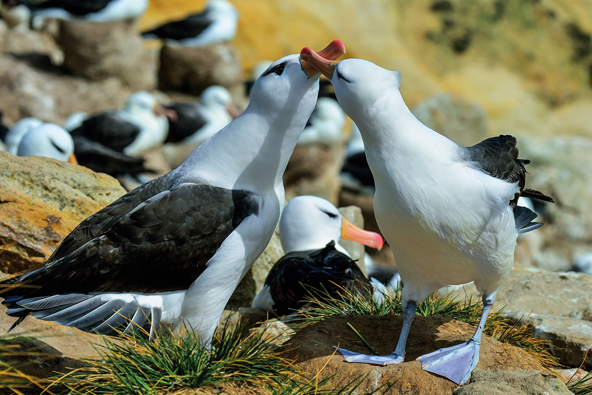 Antarctica-Dest-3 https://www.explorejourneys.com/wp-content/uploads/2022/08/Antarctica-Dest-3.jpeg